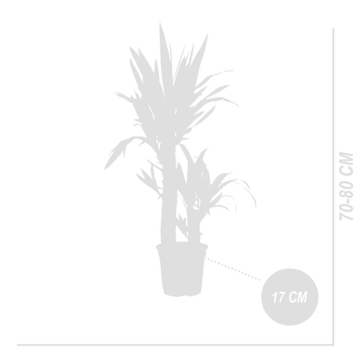 Lot de 2 - Yucca Elephantipes - Lis des palmiers - Plantes d'intérieur - P. 17cm - H. 70-80 cm - 6
