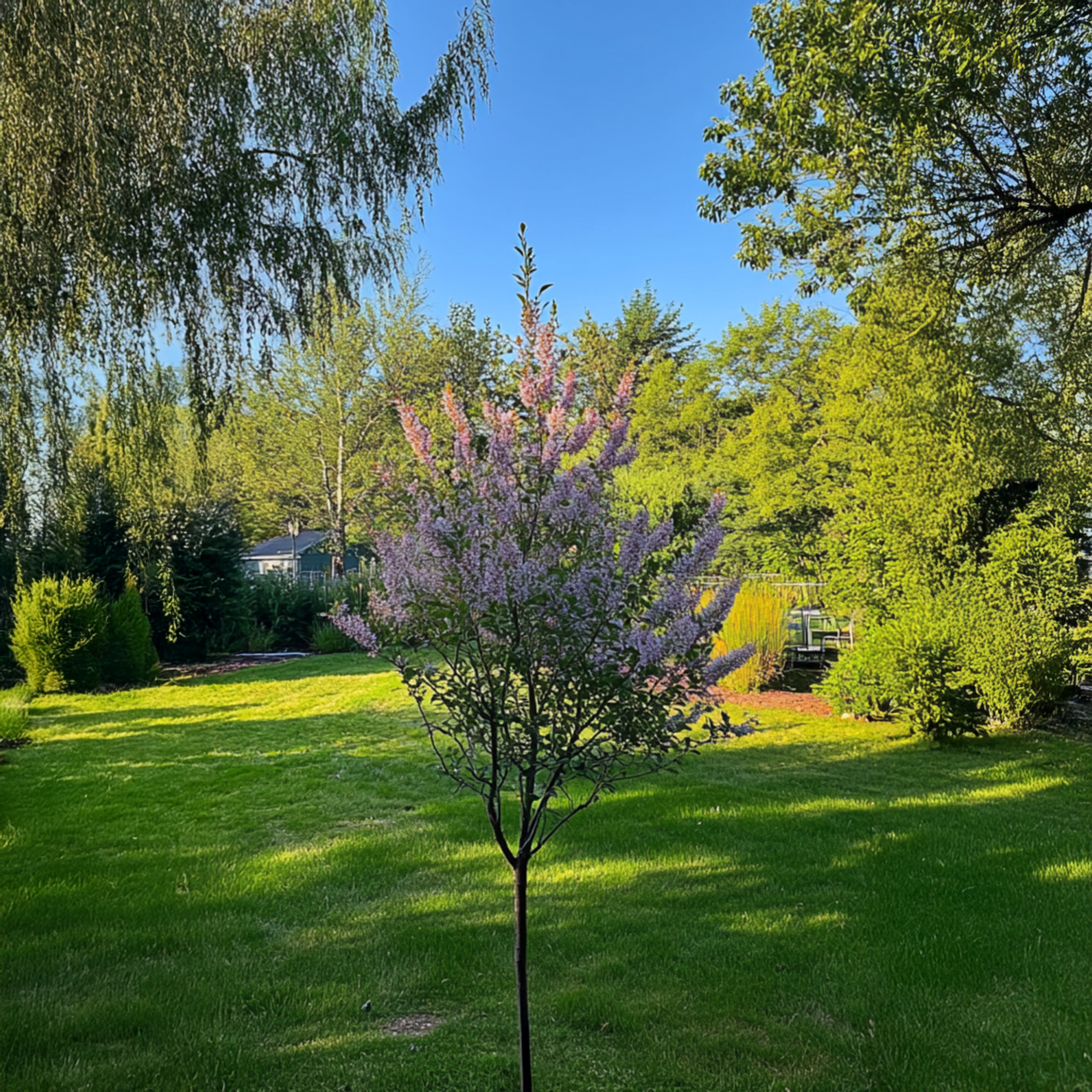 Saule crevette - Set de 2 - Salix integra 'Flamingo' - Hauteur 60-80cm - ⌀17cm - 3