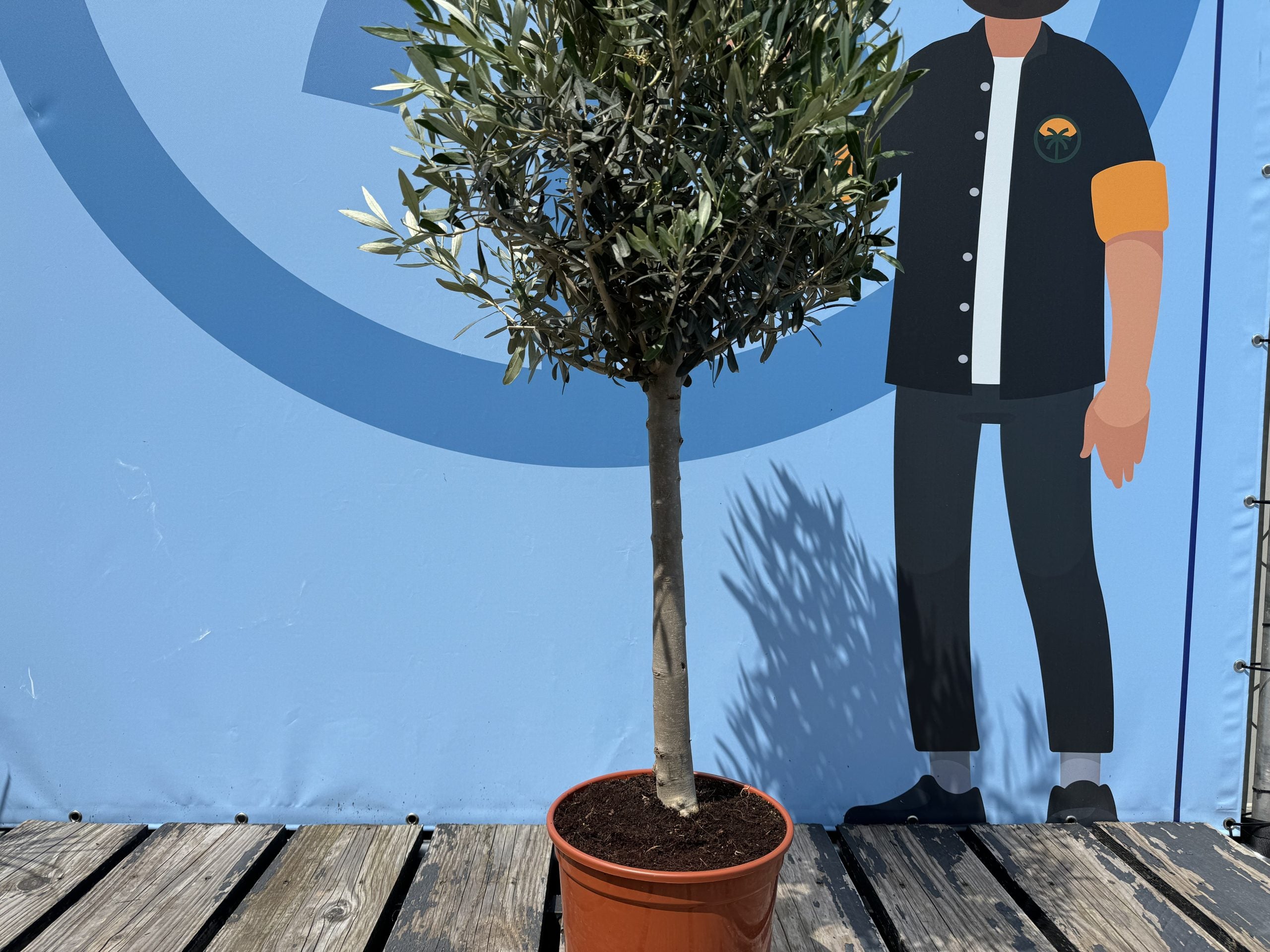 Olivier méditerranéen Olea europaea 100 cm – Résistant au gel jusqu’à -18 °C – Ambiance méditerranéenne pour le jardin et la terrasse – 10 ans - 5