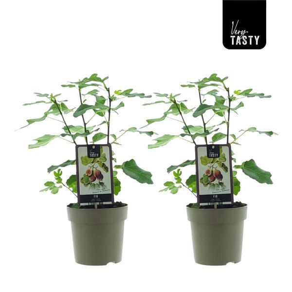 Ficus Precose de Dalmatie (15020) 2 szt. Ø15cm Wys.40cm Rośliny Doniczkowe