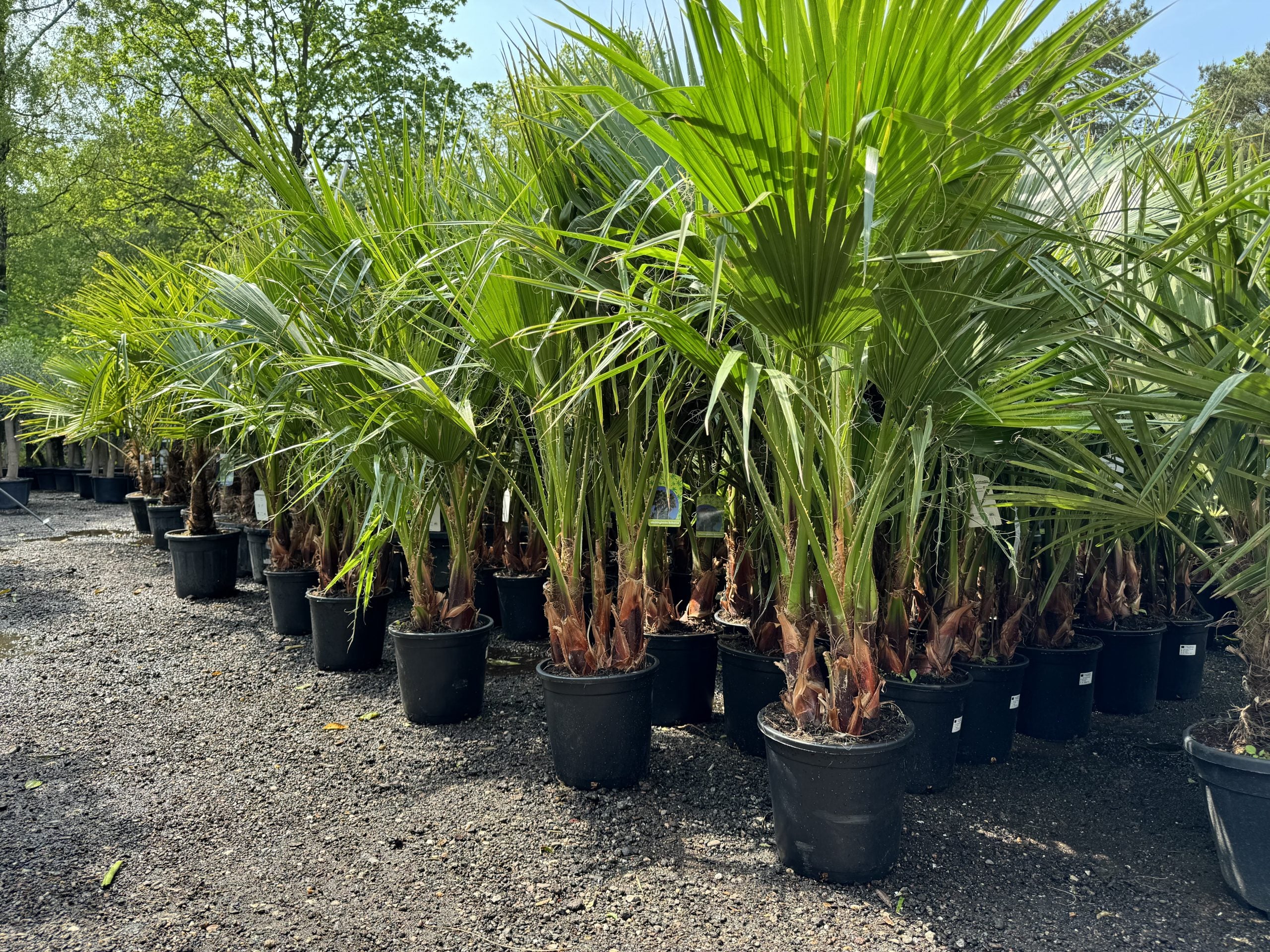 Sunny Tree – Palmier Washingtonia Robusta multi-troncs – 140–160 cm avec pot – Palmier éventail du Mexique - 2