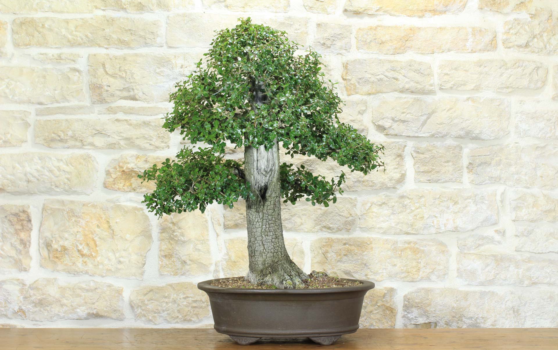Bonsai di Quercia Spinosa (6) | Leroy Merlin