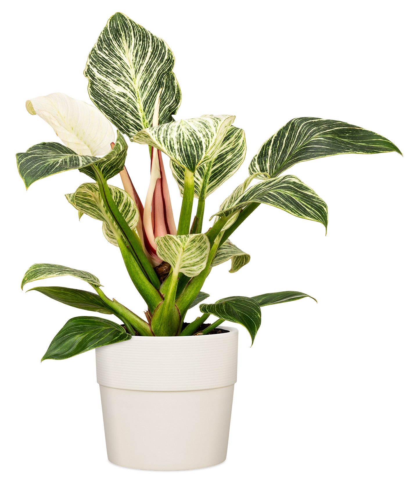 Scheurich Groove 25, pot de fleurs/plantes, rond, en plastique couleur: Avorio, 24,5 cm de diamètre, 22,5 cm de hauteur, 7,7 l vol. - 3