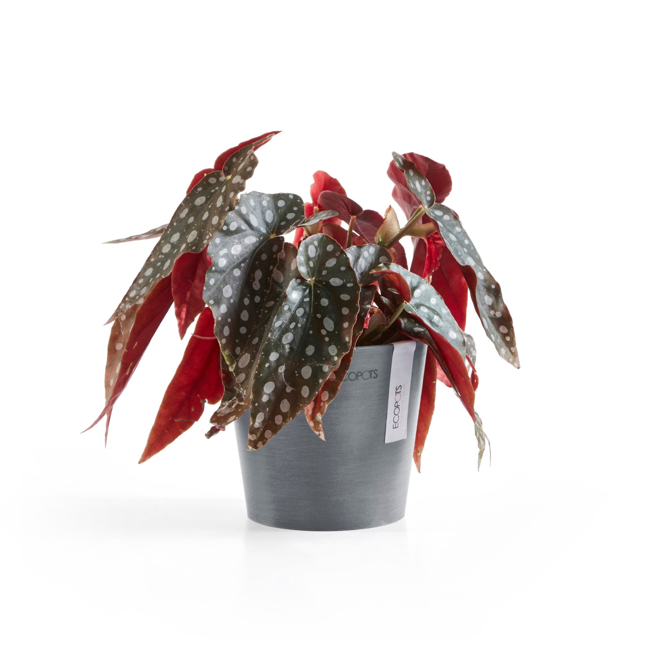 Ecopots Rotterdam 30 Vaso da fiori - L 29,5 cm x P 29,5 cm x A 26,4 cm - Grigio - Per interni ed esterni - 2