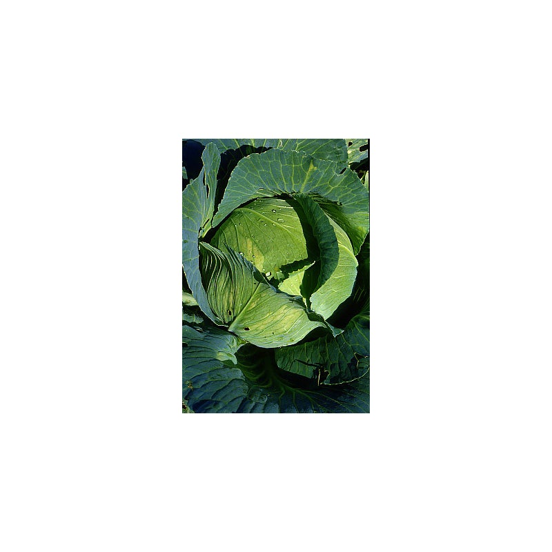 Chou cabus 'Quintal d'Alsace' le sachet de 600 graines environ (3g — free download