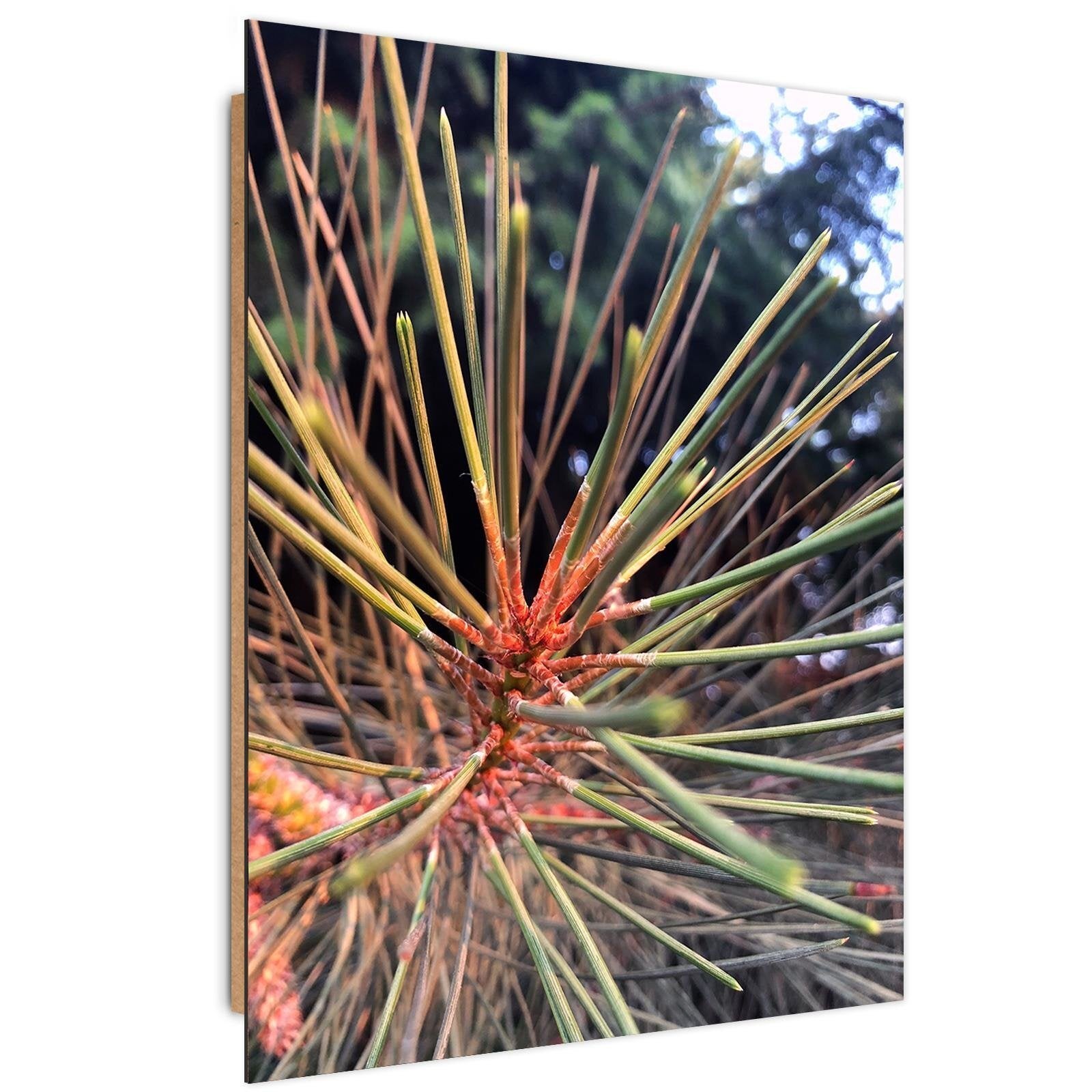 Tableau bois aiguille de pin - 60 x 90 cm | Leroy Merlin