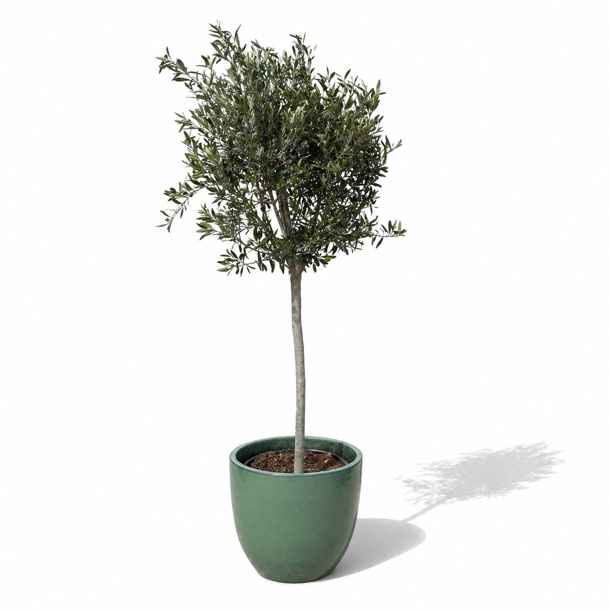 Lot olivier + pot grande taille LANCELOT 47x41cm jade, en terre cuite émaillée - 2
