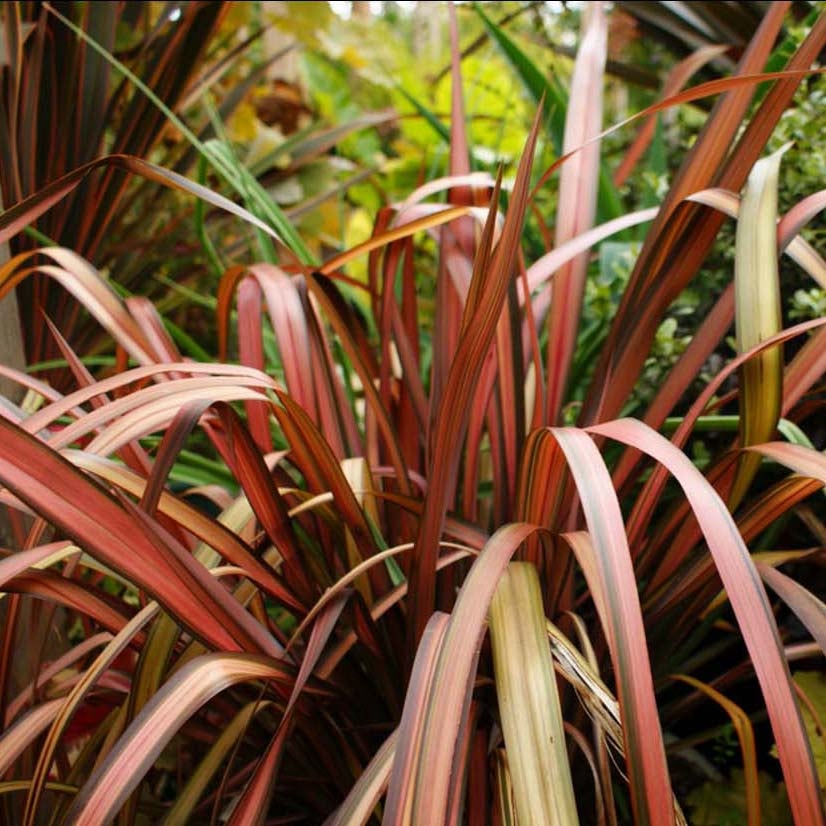 Lin de Nouvelle-Zélande 'Pink Panther' Pot de 2L/3L | Leroy Merlin
