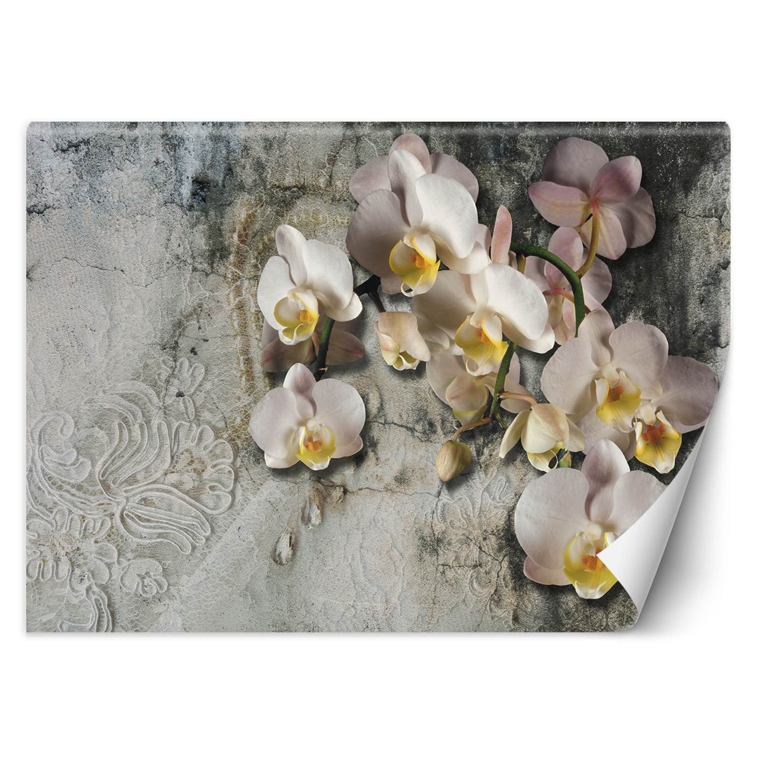 Fototapeta, Orchidea kwiaty na tle starej ściany 250x175