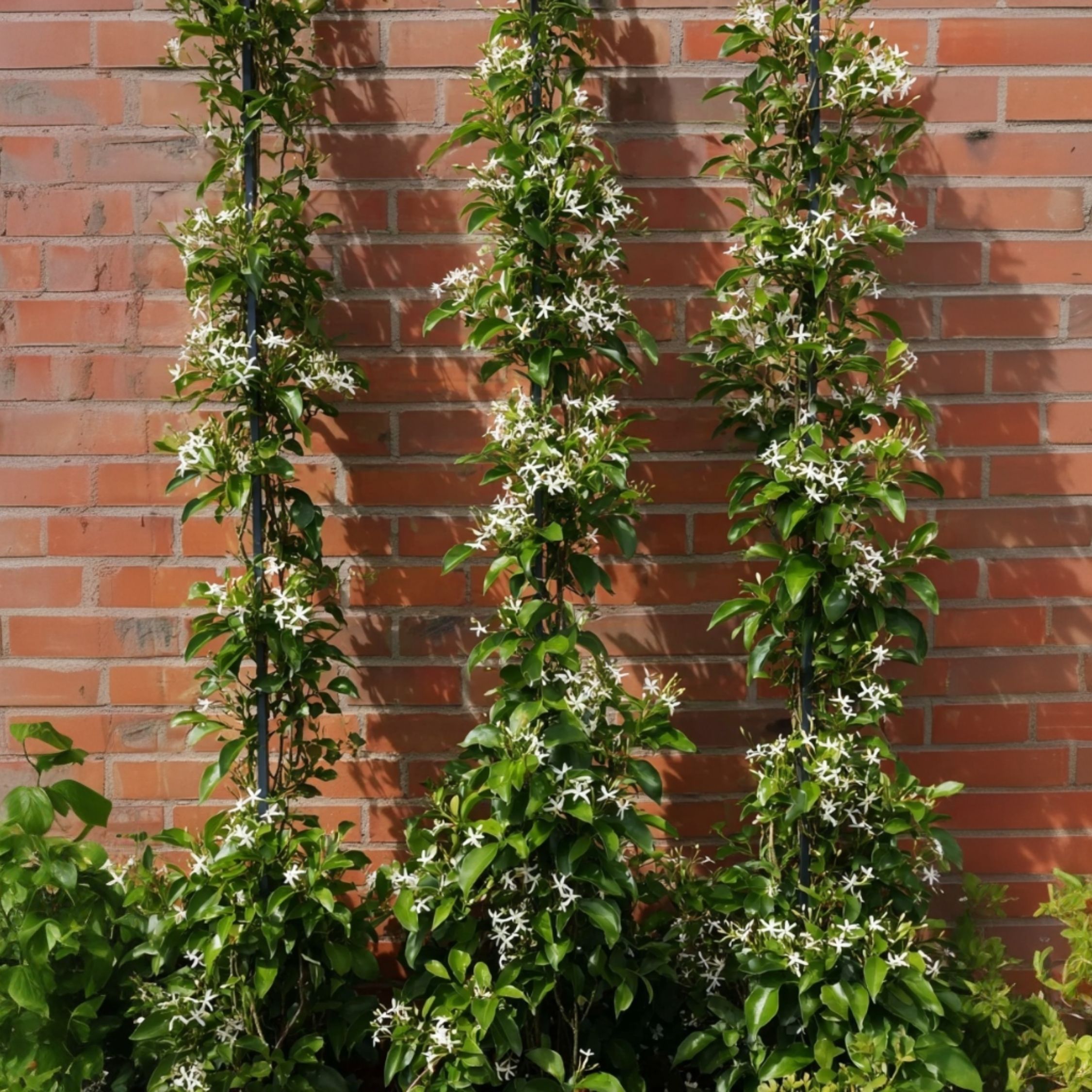 Jasmin étoilé - Trachelospermum jasminoides - Hauteur 110-120cm - ⌀17cm - 7