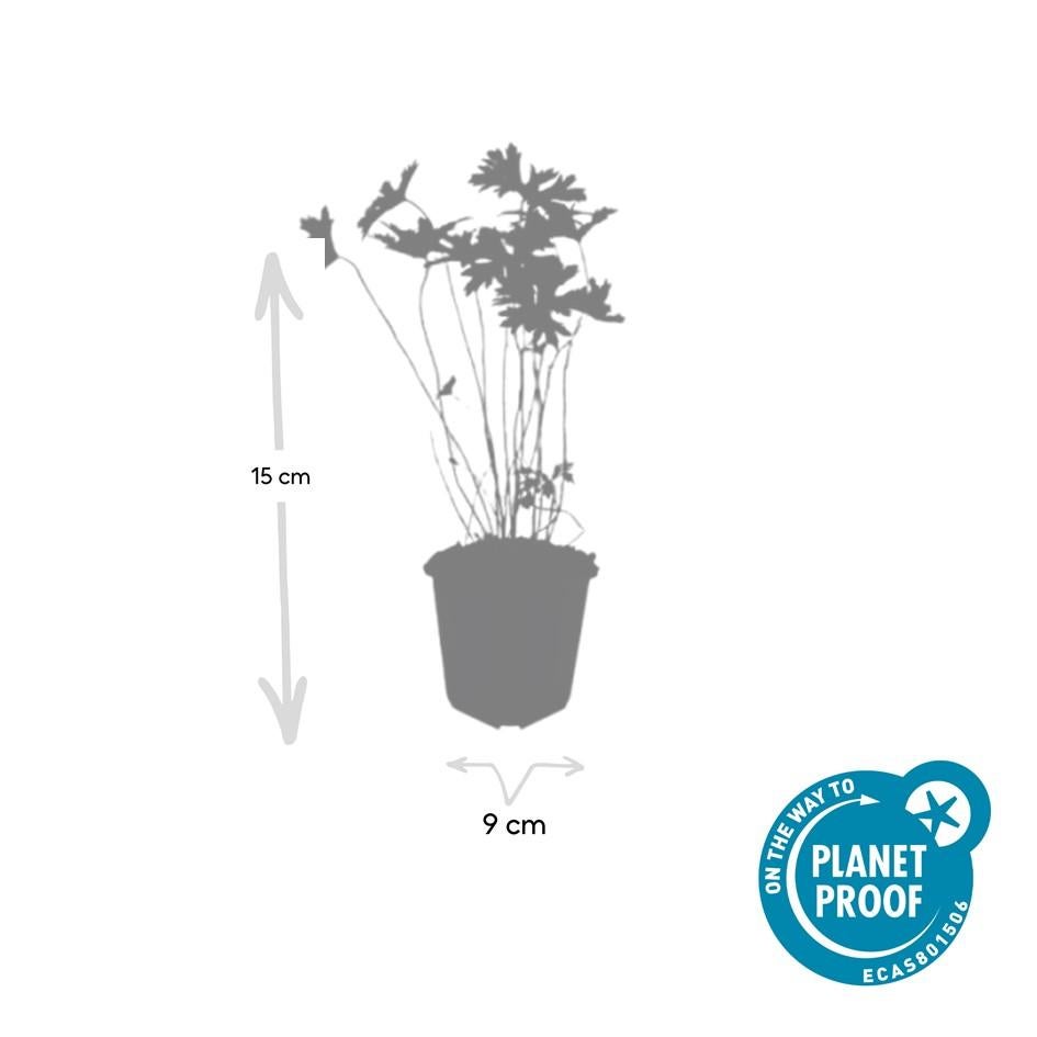 24x Plante Geranium 'Johnson's Blue' - ↕10-25cm (hauteur) - Ø9cm (diamètre)– ComfortXL Green - 2