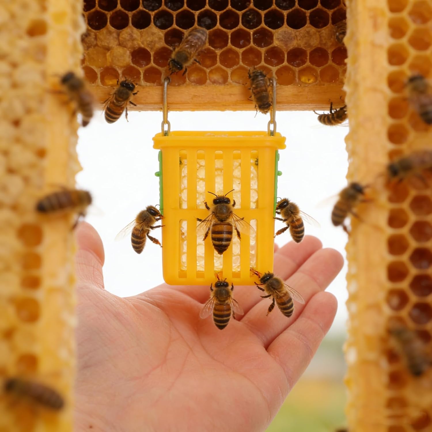 50 Cages en Plastique pour Élevage et Transport de Reines D'abeilles Ventilation Innovante, Boîte à Reines Légère et Portable pour Apiculture, Outil E - 5