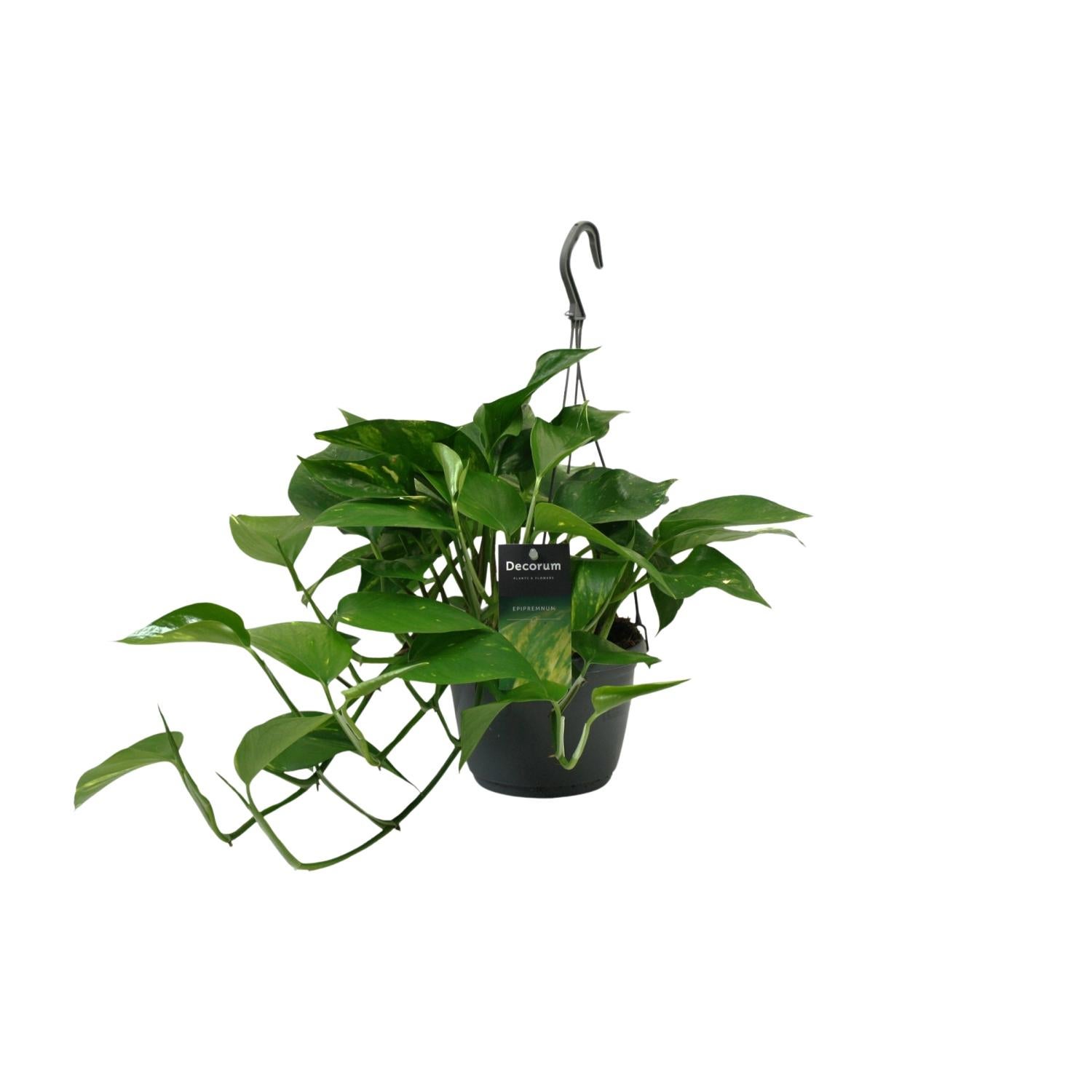 Scindapsus (Epipremnum) – Roślina doniczkowa Ø15cm wysokość 45cm liście w kształcie serca