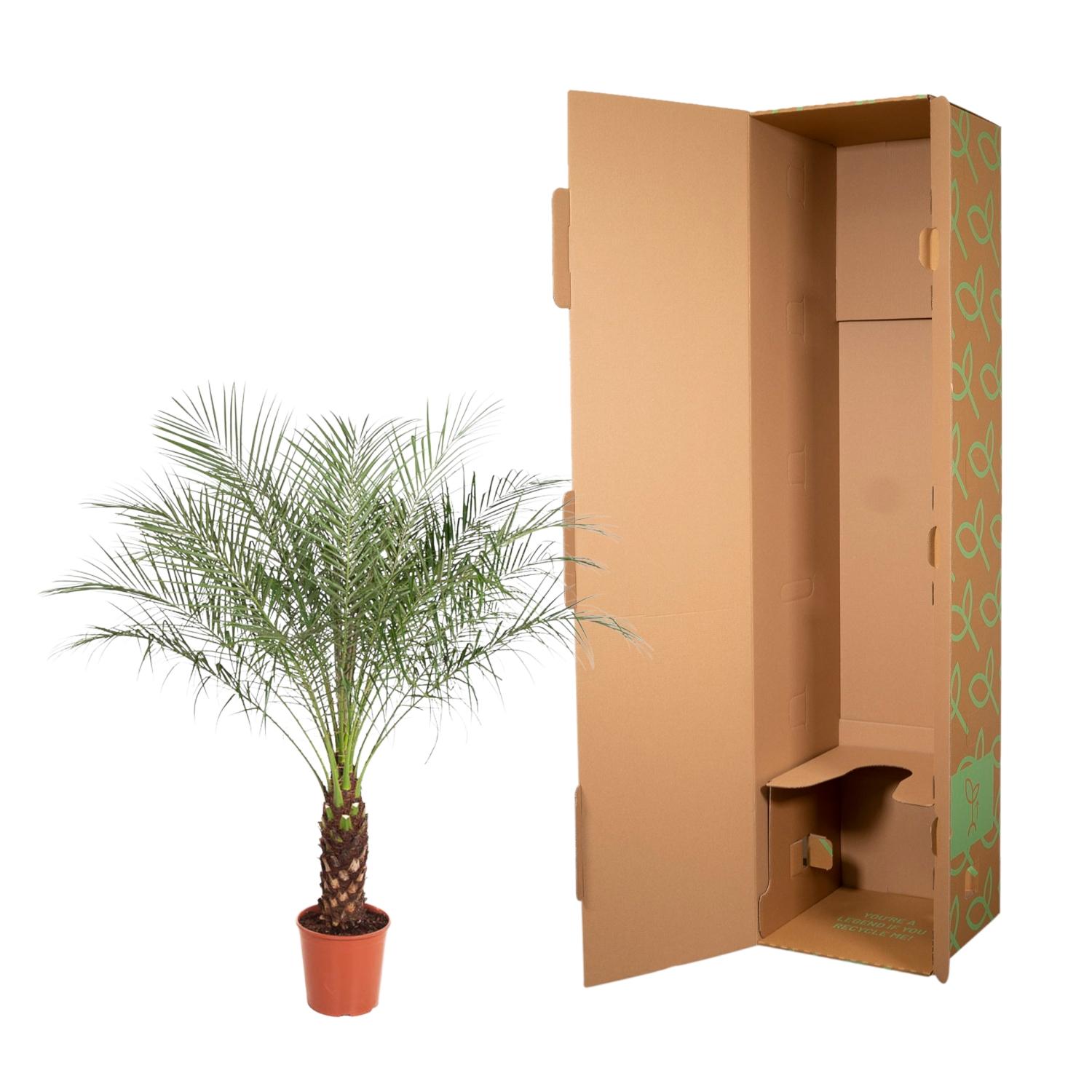 Palmier Phoenix Roebelenii – 160 cm – Ø27 cm– MOSELOTA Green - 3