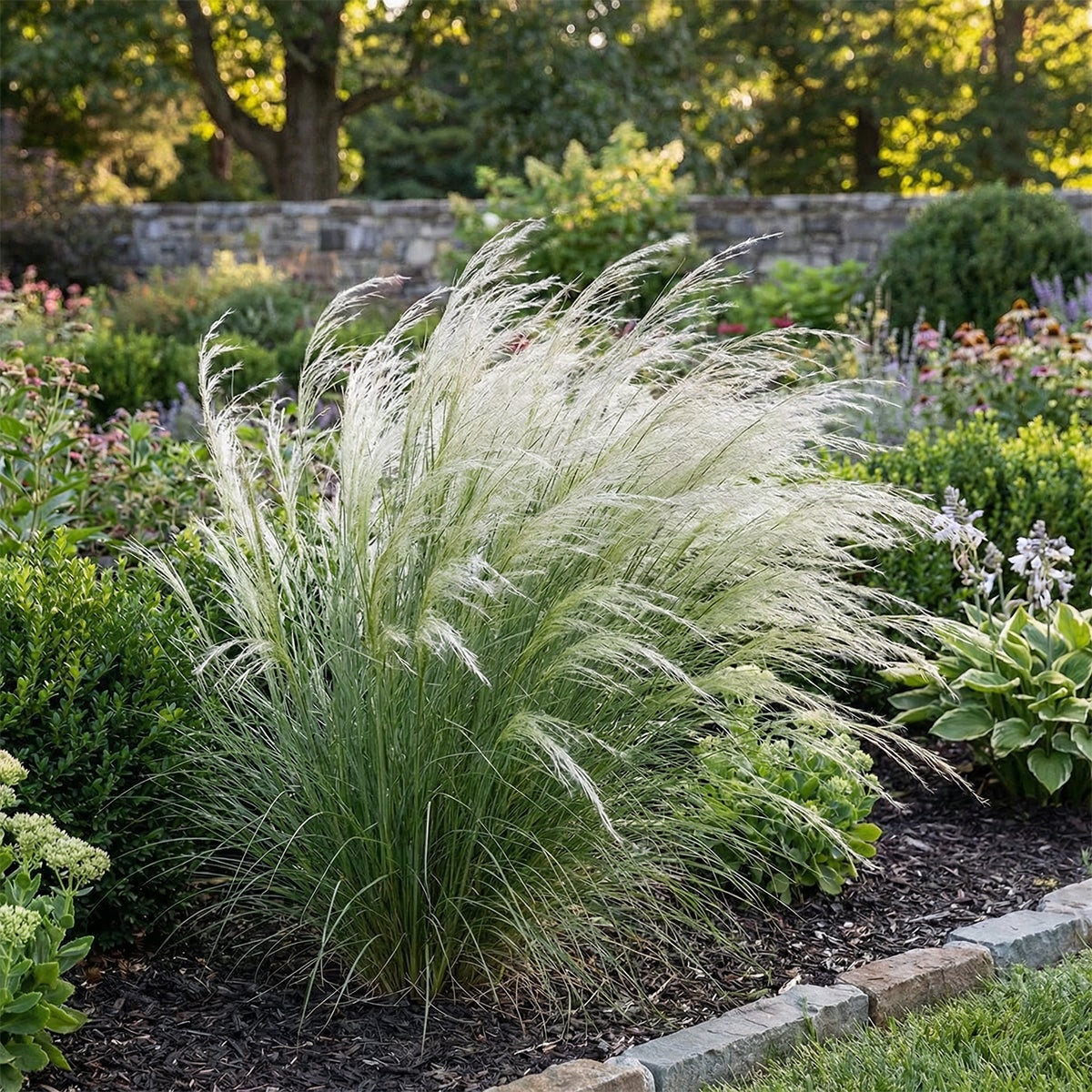Lot de 6 - Stipa tenuissima 'Ponytails' - Stipe cheveux d'ange - H. 10-20 cm - P. 9 cm - 3