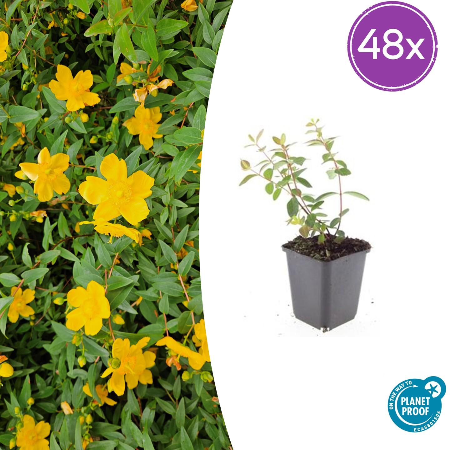 48x Dziurawiec zwyczajny Hypericum dummeri 'Peter Dummer' | Doniczka Ø9 cm | Wysokość 10-25 cm – MOSELOTA Zielona