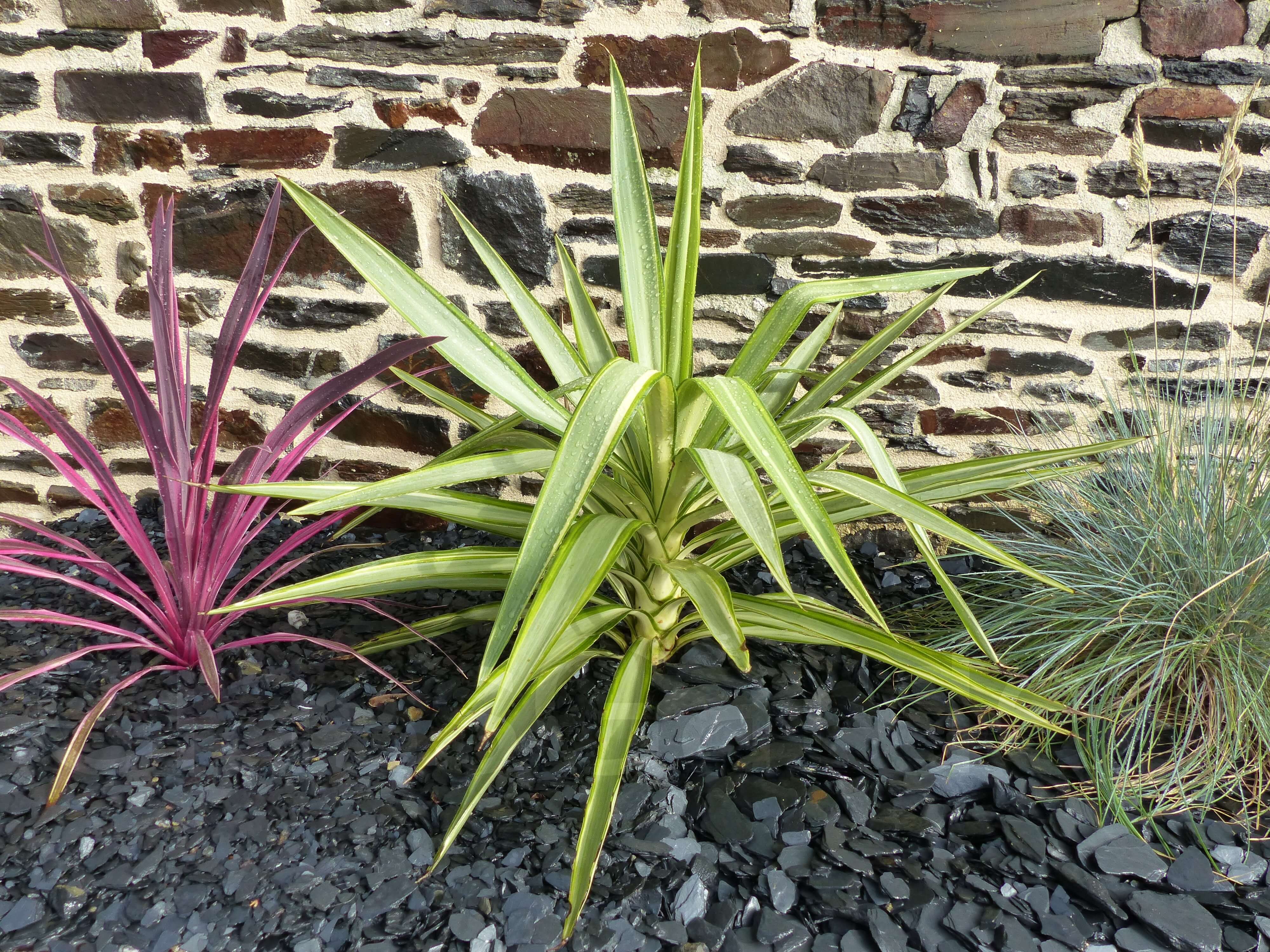 Paillage Ardoise NOIR 10-40 sac 25 Kg - 2