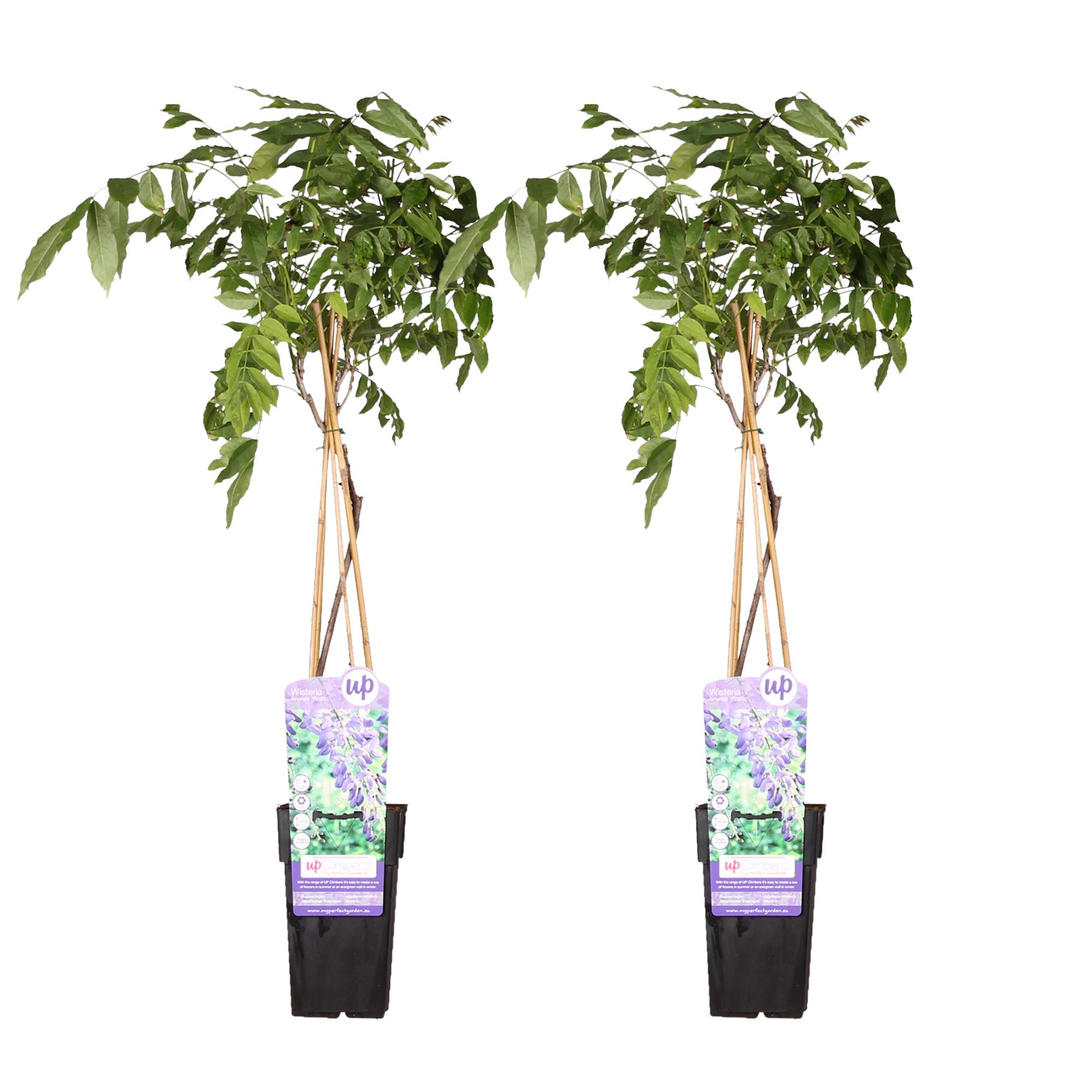 2x Wisteria sinensis 'Prolific' H65cm – Glycynia pnąca z fioletowymi kwiatami