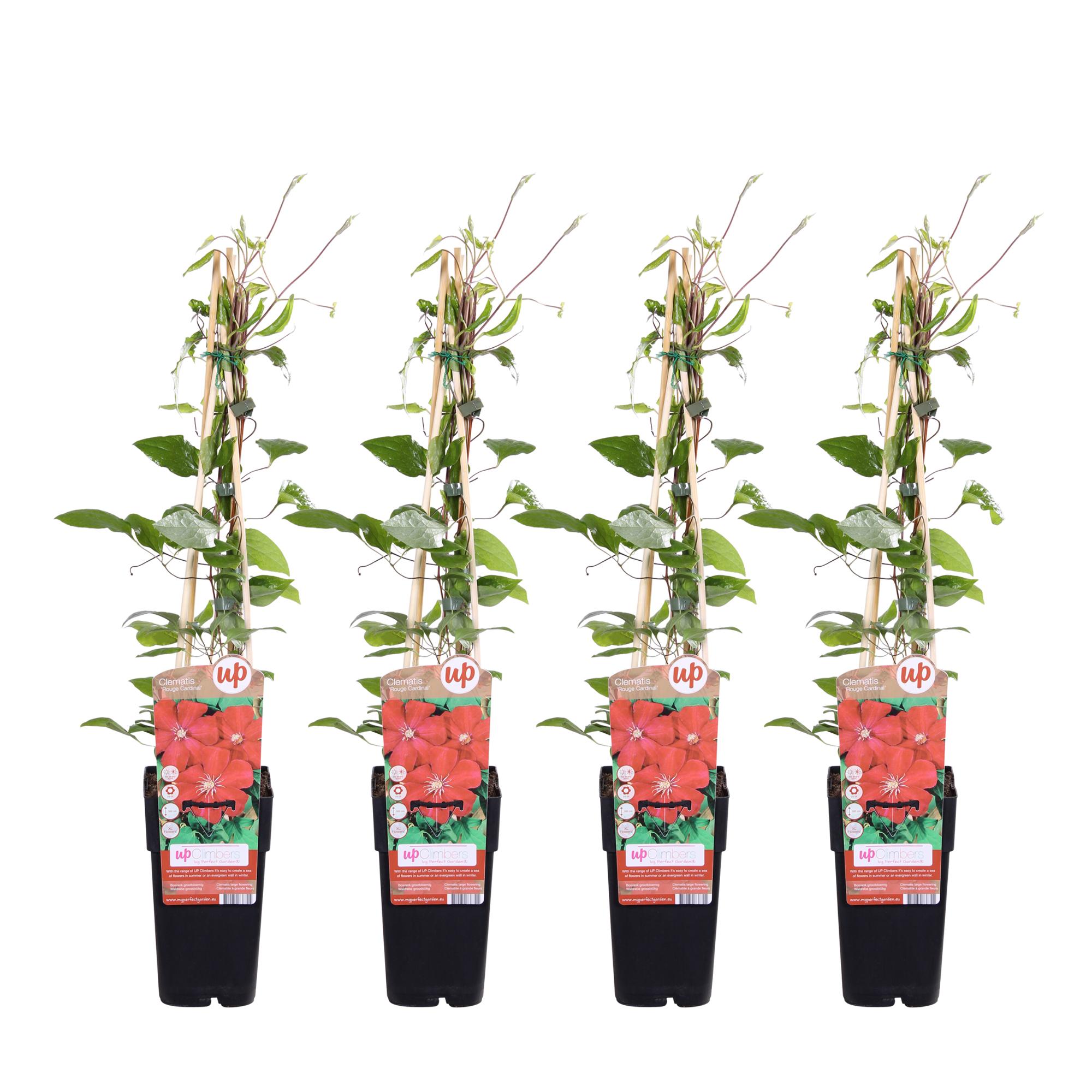 Powojnik Clematis Rouge Cardinal - Pnącze o dużych czerwonych kwiatach - 65 cm - 15 cm