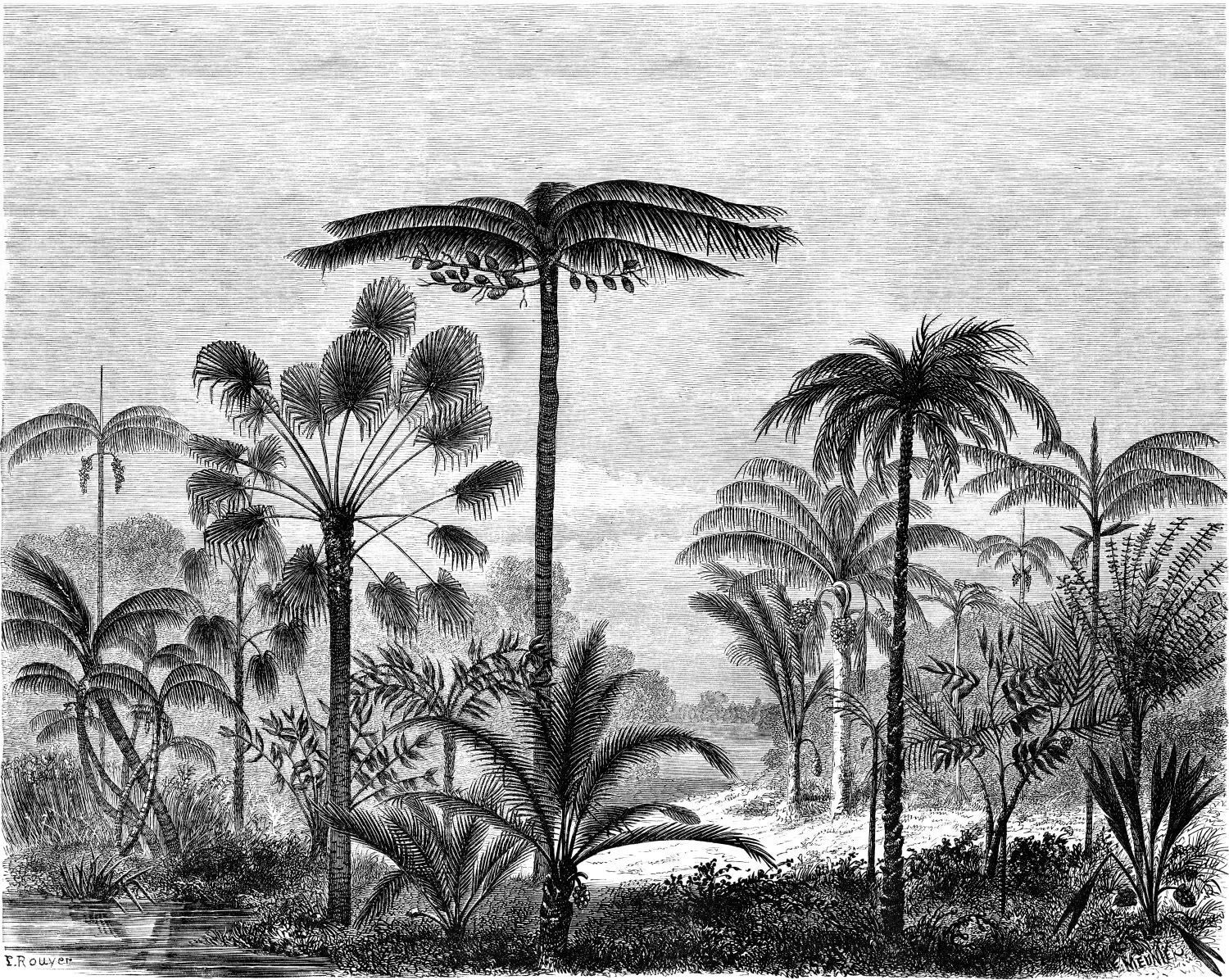 Fototapeta tropikalny krajobraz z palmami czarno-białym - 350 x 279 cm - ESTAHOME