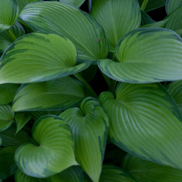 Hosta 'June fever' Pot de 1,5L/2L | Leroy Merlin