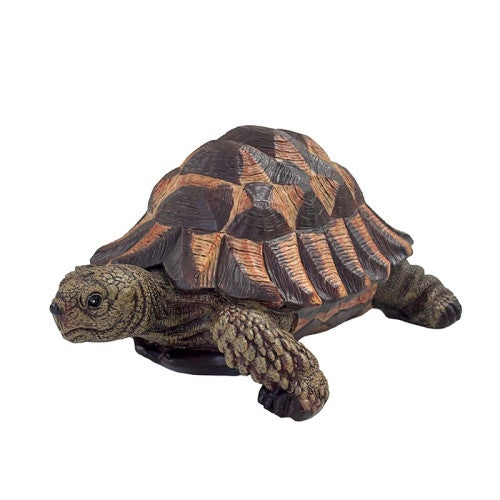 Tortue terrestre verte - 5