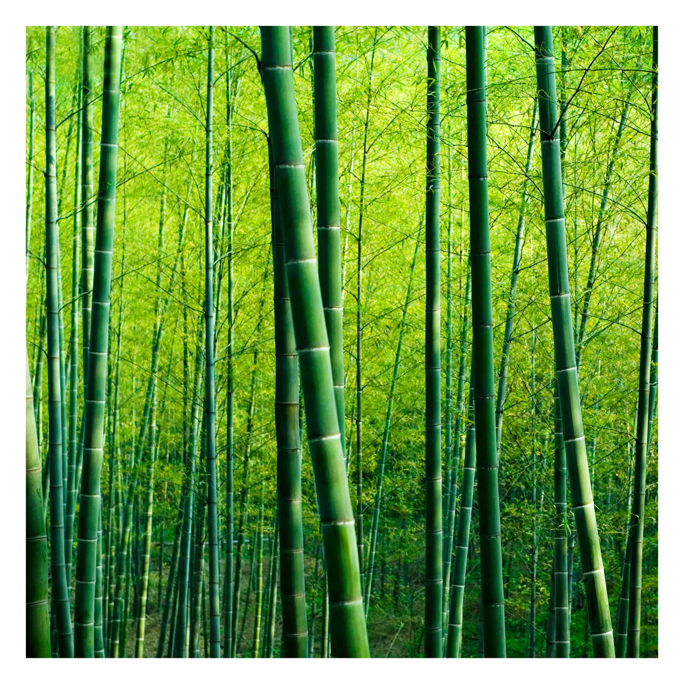 Papel pintado fotomural 3d bosque naturaleza 13 - salón dormitorio cocina pasillo - tnt 240 x 240 cm smart