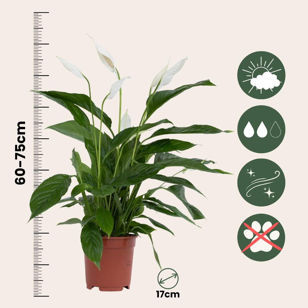 Giglio della pace - Spathiphyllum 'Lima' - Altezza 60-75cm - ⌀17cm - 2