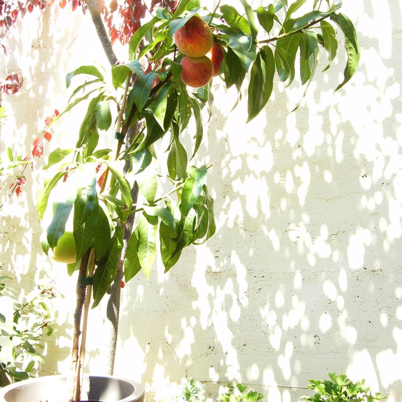 Pêcher nain 'Peach Me Red ® Pampana (Prunus persica 'Peach Me Red' ® Pampana) - Conteneur 2L - Pépinières Naudet - 3