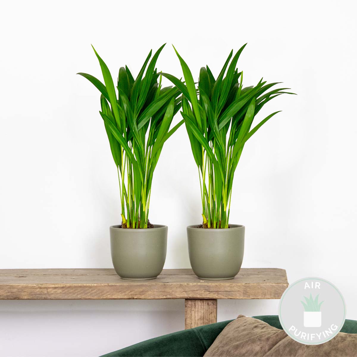 Lot de 2 - Dypsis Lutescens - Palmier Areca - Plantes d’intérieur - H. 20-30 cm - P. 10,5 cm - 2