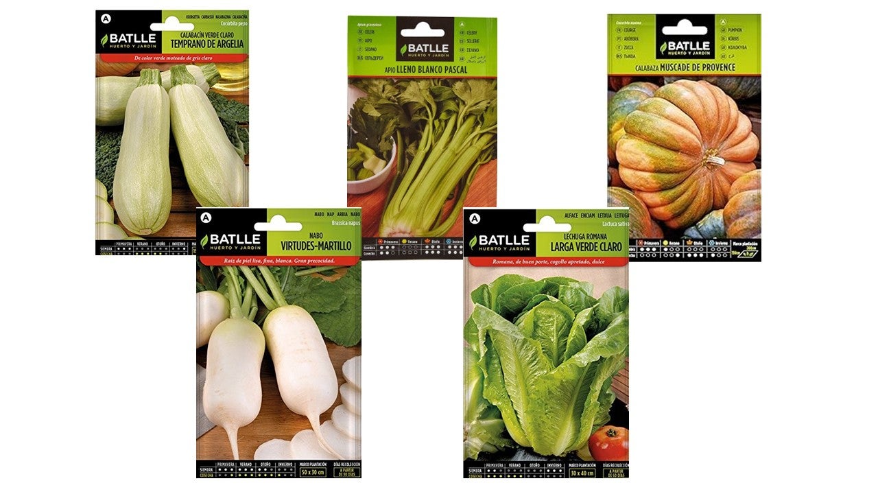 Semillas De Calabacín Temprano De Argelia – Sobre De Semillas Batlle (4 Uds.)