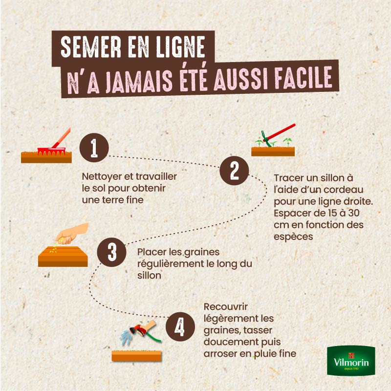 Haricot Nain Vert Gourmandel - 10 m - 4