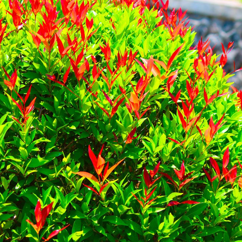 20 Photinias (Photinia Fraseri 'Red Robin') - Haie de Photinia - - Pépinières Naudet - 2