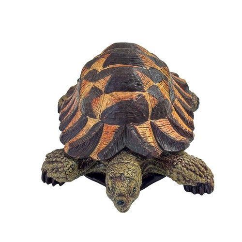 Tortue terrestre verte - 4