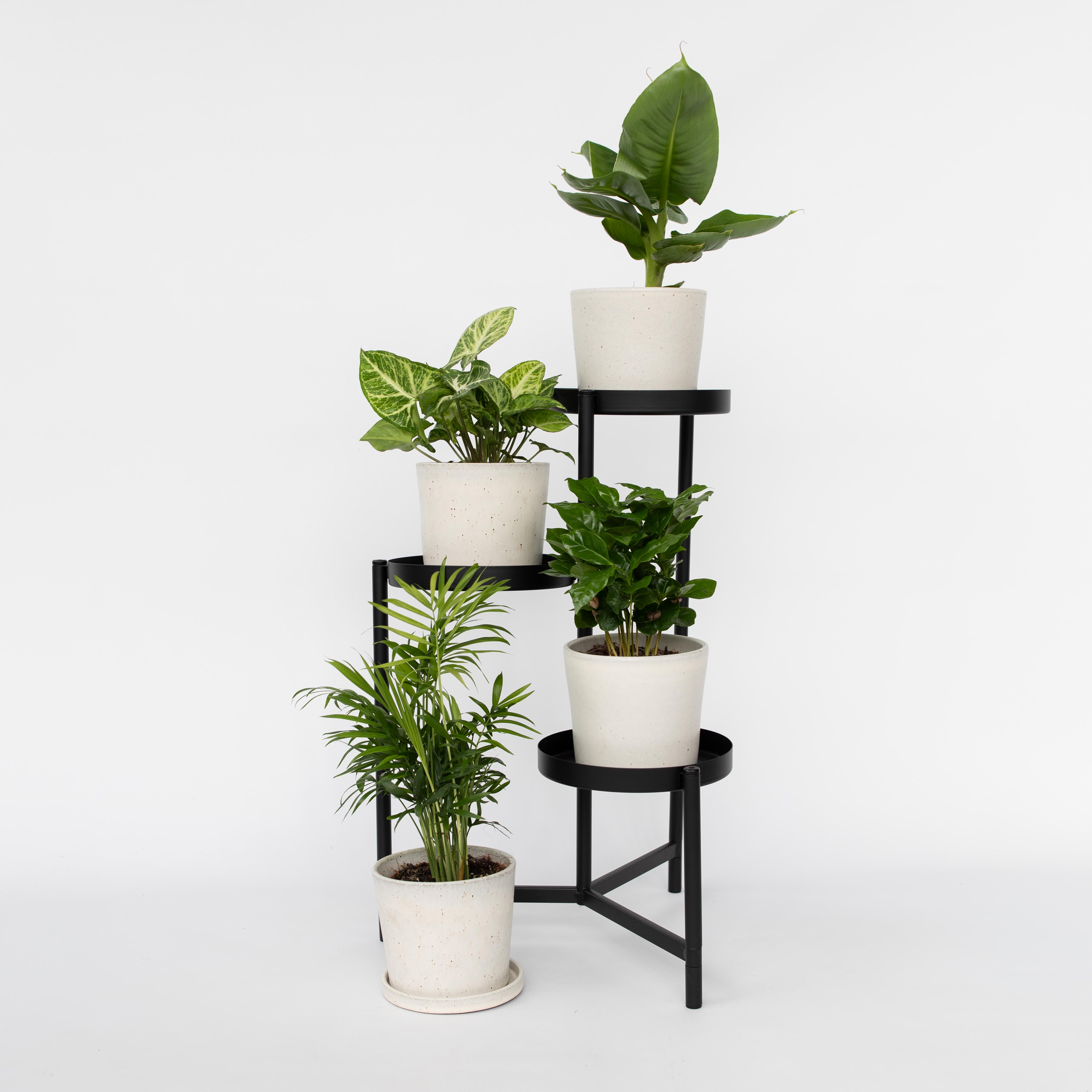Mélang de plantes d'intérieur - Set de 4 - Hauteur 25-40cm - ⌀12cm - 3