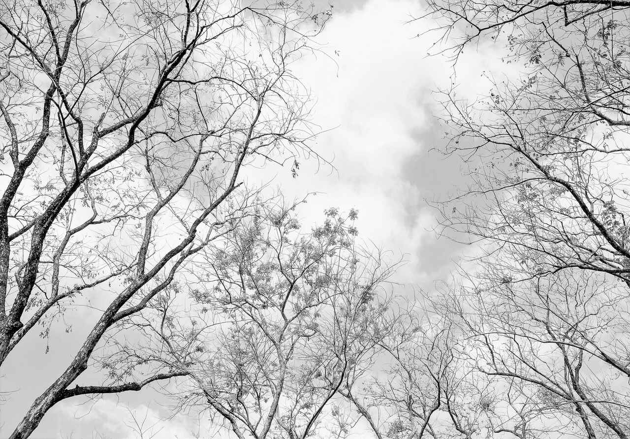 Papier Peint Vinyle Panoramique Noir et Blanc Arbres 312x219 cm - Colle