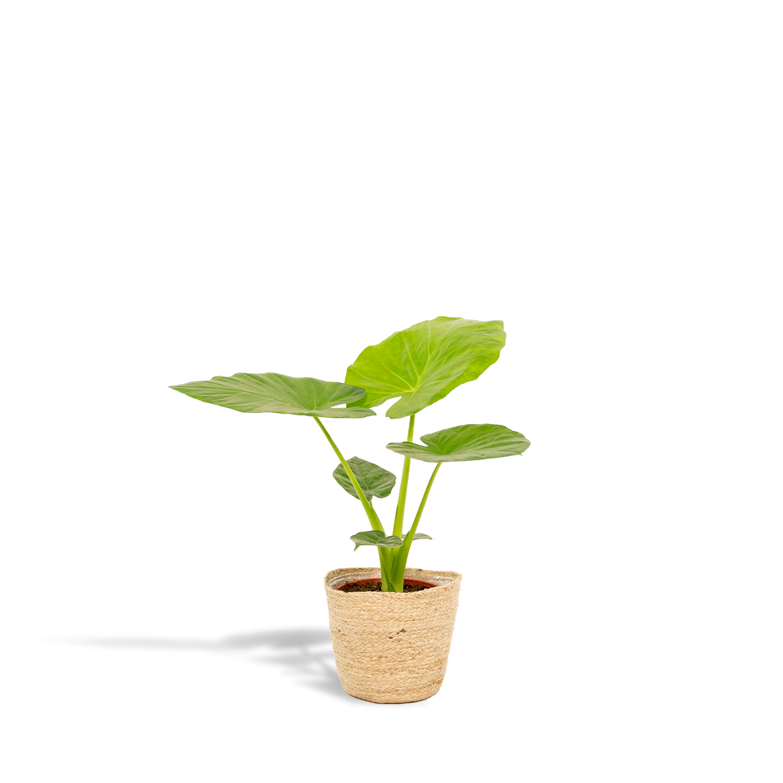 Alocasia Macrorrhiza z koszem Selin 19cm wysokość 70cm roślina doniczkowa Słoniowe Ucho