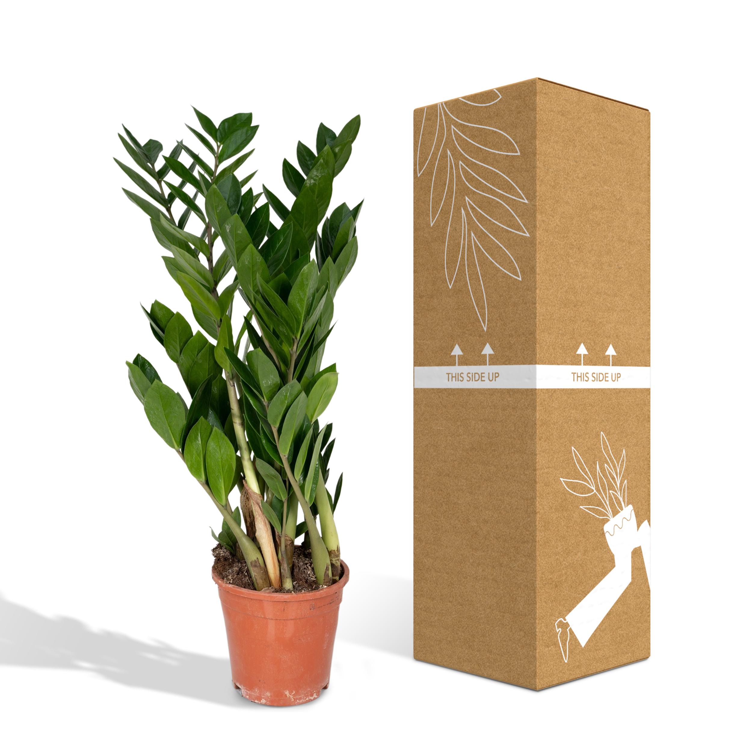 Zamioculcas Zamiifolia - Plante d’intérieur facile - Feuillage vert brillant - Pot Ø17 cm - Hauteur 70 cm - 5