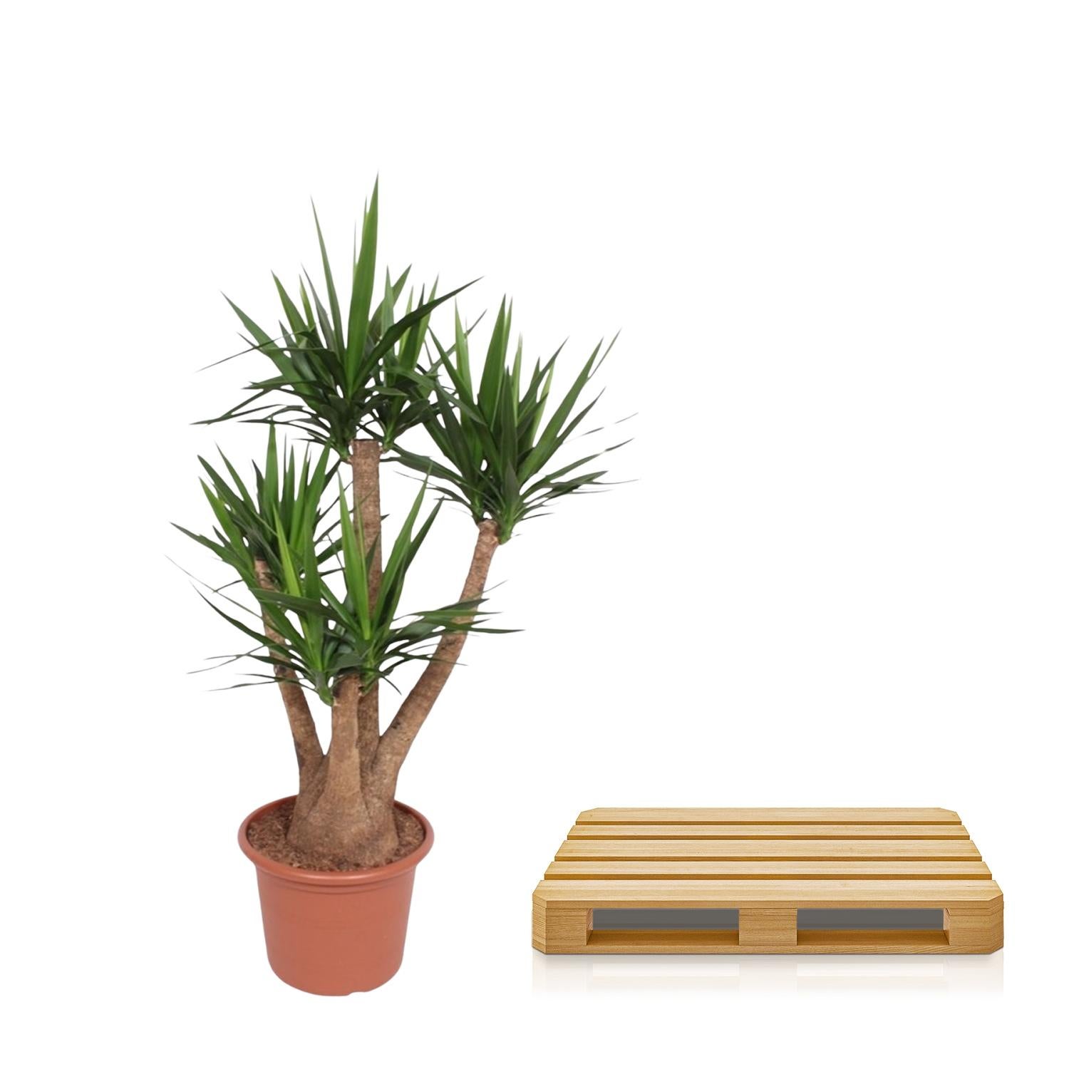Plante Yucca Elephantipes ramifié – 170 cm – Ø45 cm– MOSELOTA Green - 3