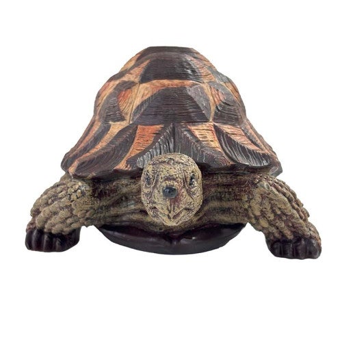 Tortue terrestre verte - 6