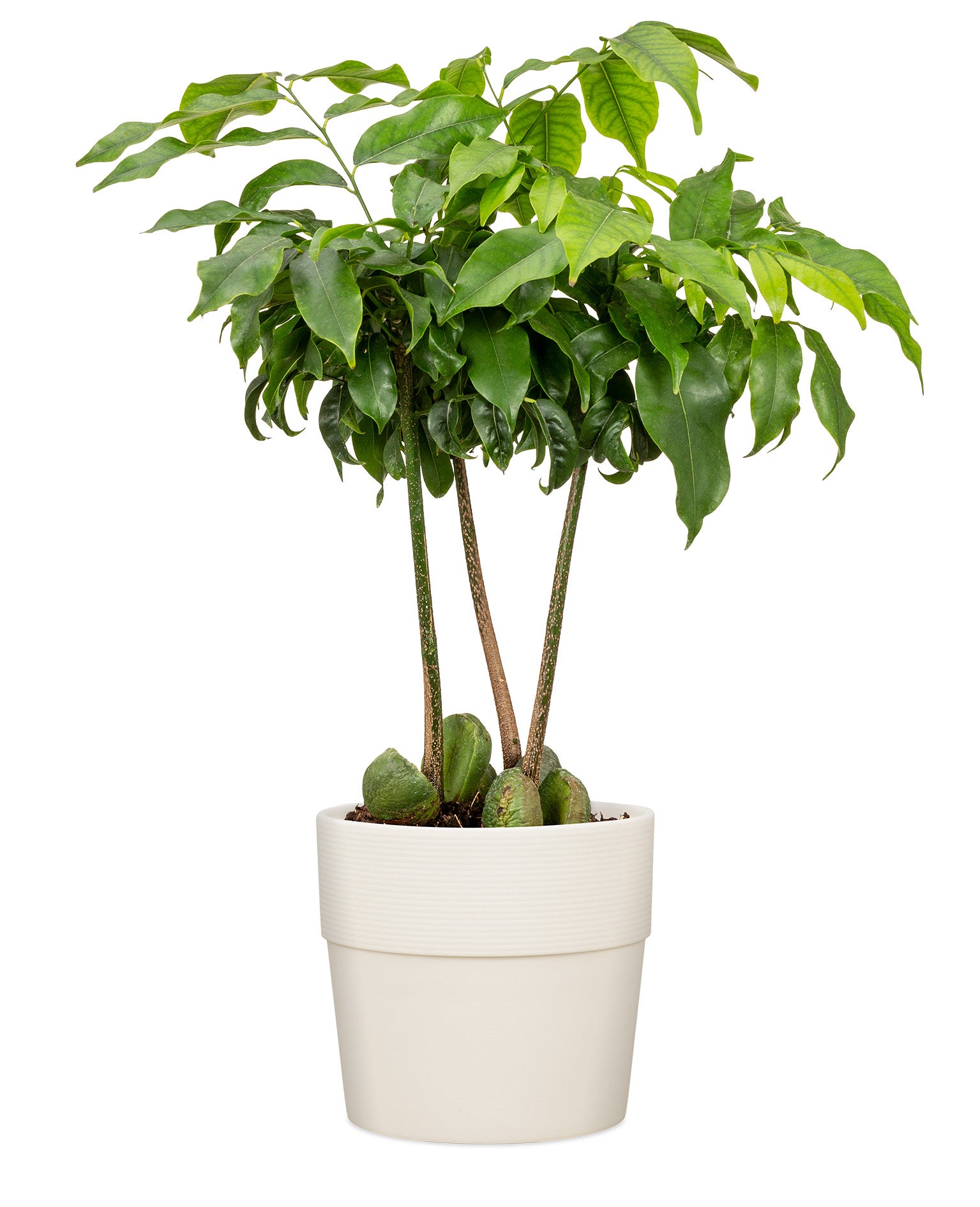 Scheurich Groove 30, pot de fleurs/plantes, rond, en plastique couleur: Avorio, 28 cm de diamètre, 26 cm de hauteur - 3