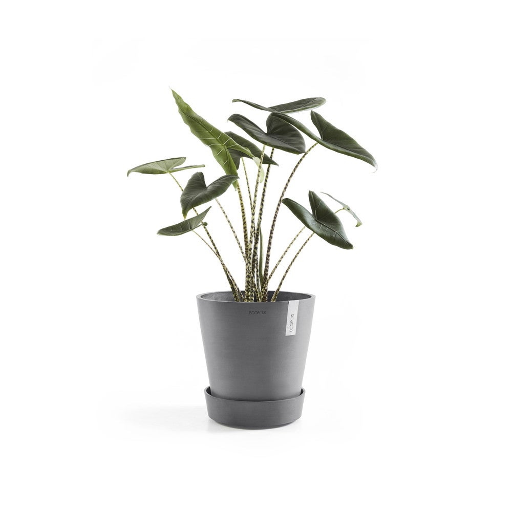 Ecopots Spodek Kółka Szary - Ø wewnętrzna dna 31 cm / Ø zewnętrzna 34,1 x wys. 9 cm - 3