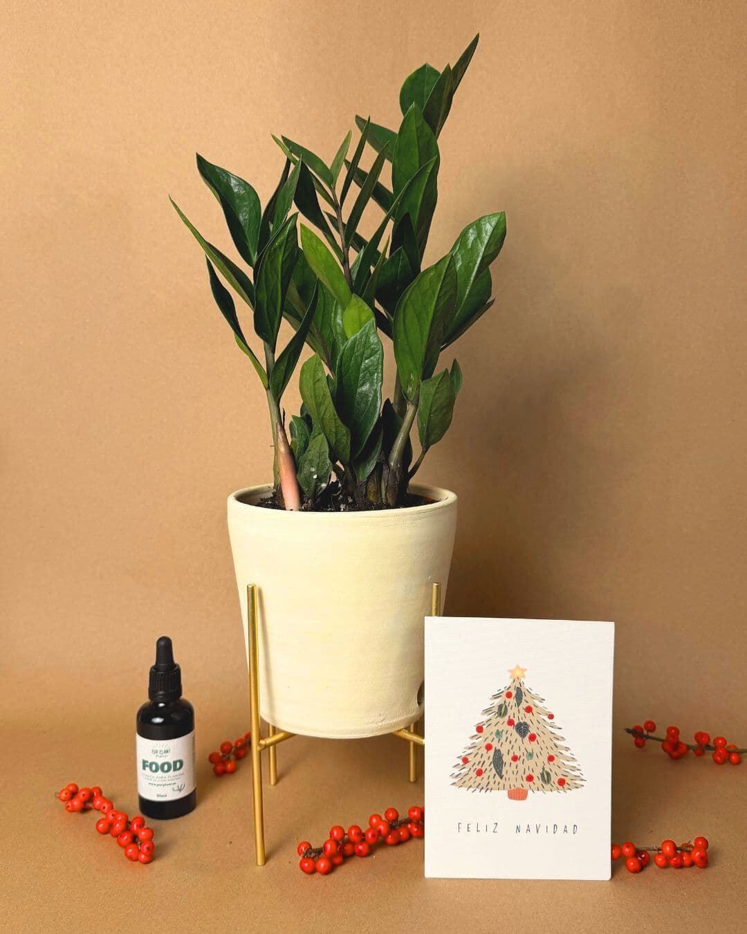 Gift Set Zami | Zamioculca Zamiifolia con maceta artesanal, soporte ...