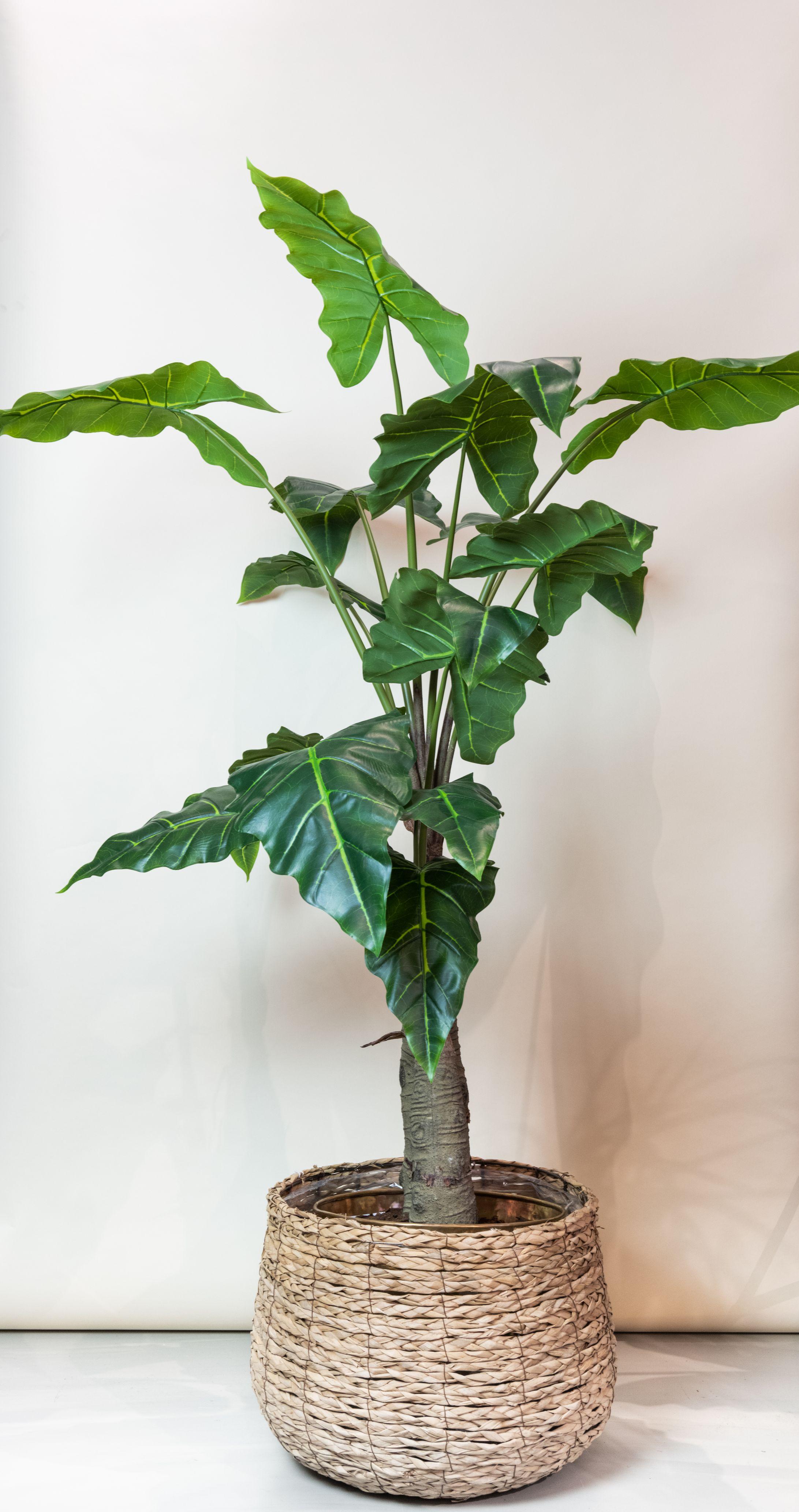 Sztuczna Alocasia 150 cm – Olifantsoor dekoracyjny bez pielęgnacji