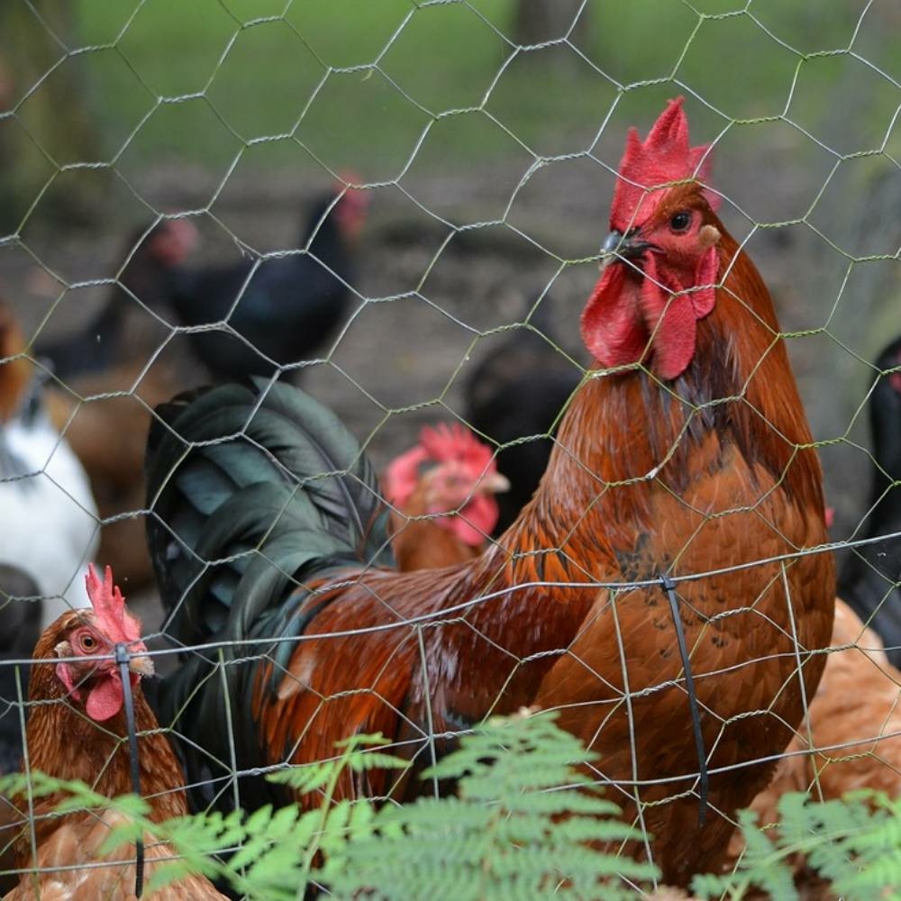 Grillage à poule galvanisé – Rouleau 1x10m – Mailles hexagonales 4x2,5 cm – Polyvalent pour clôtures, volaille et jardin - 5