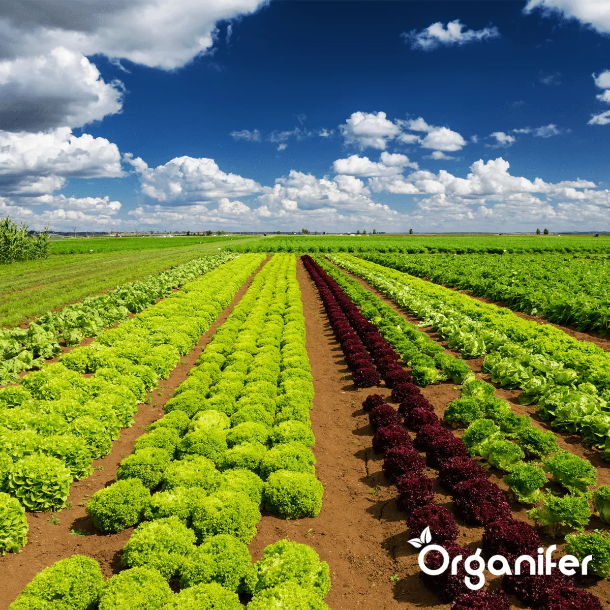 Amendement Du Sol - Mélange Activateur - Grand sac 500 Litres Pour 500M2 - Organifer - 5