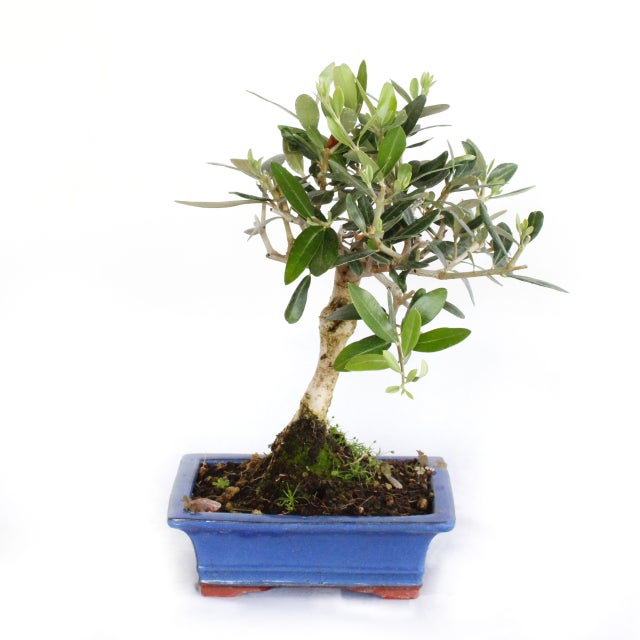 Ulivi bonsai al miglior prezzo | Leroy Merlin