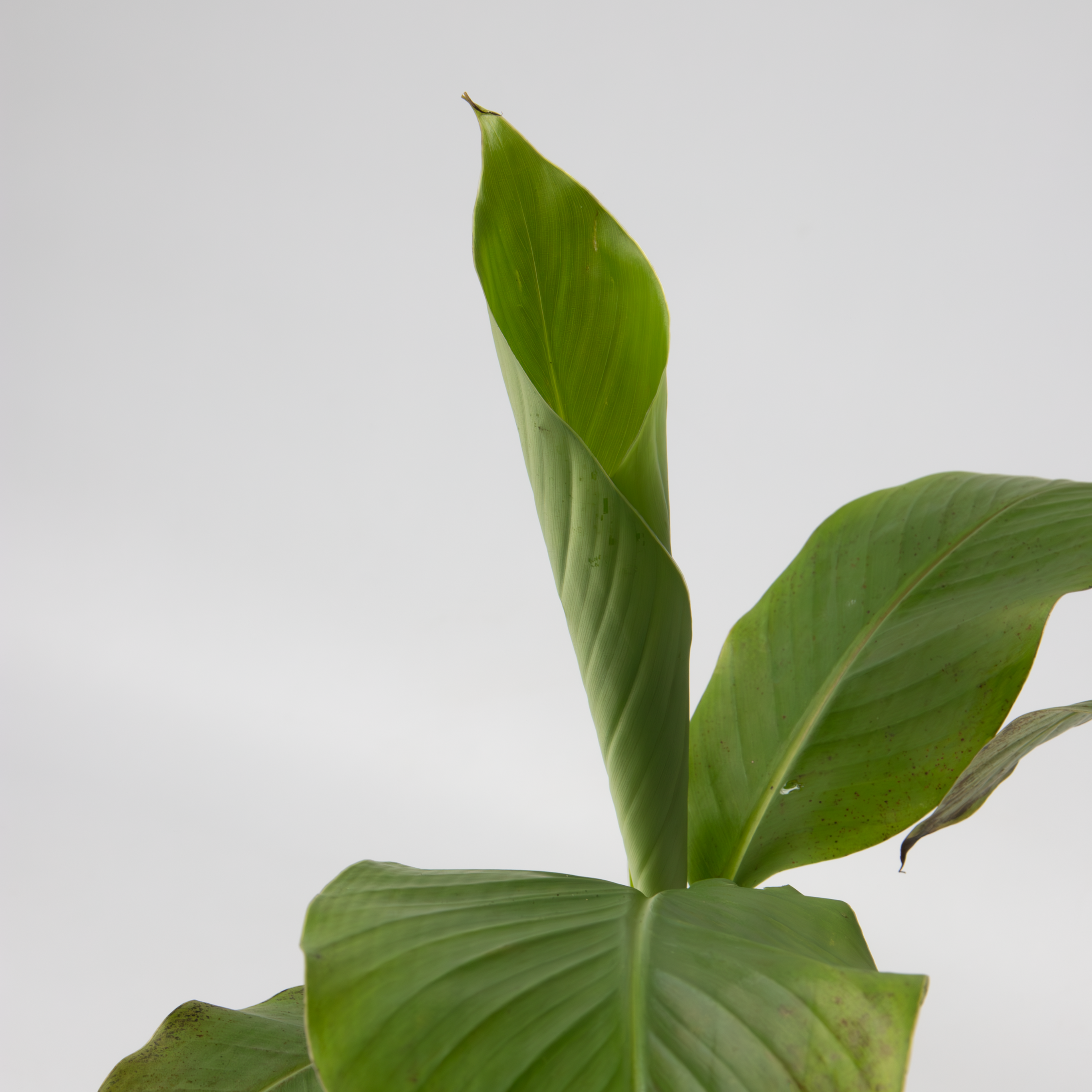 Banano giapponese - 2 Pezzi - Musa basjoo - Altezza 25-40cm - ⌀9cm - 5