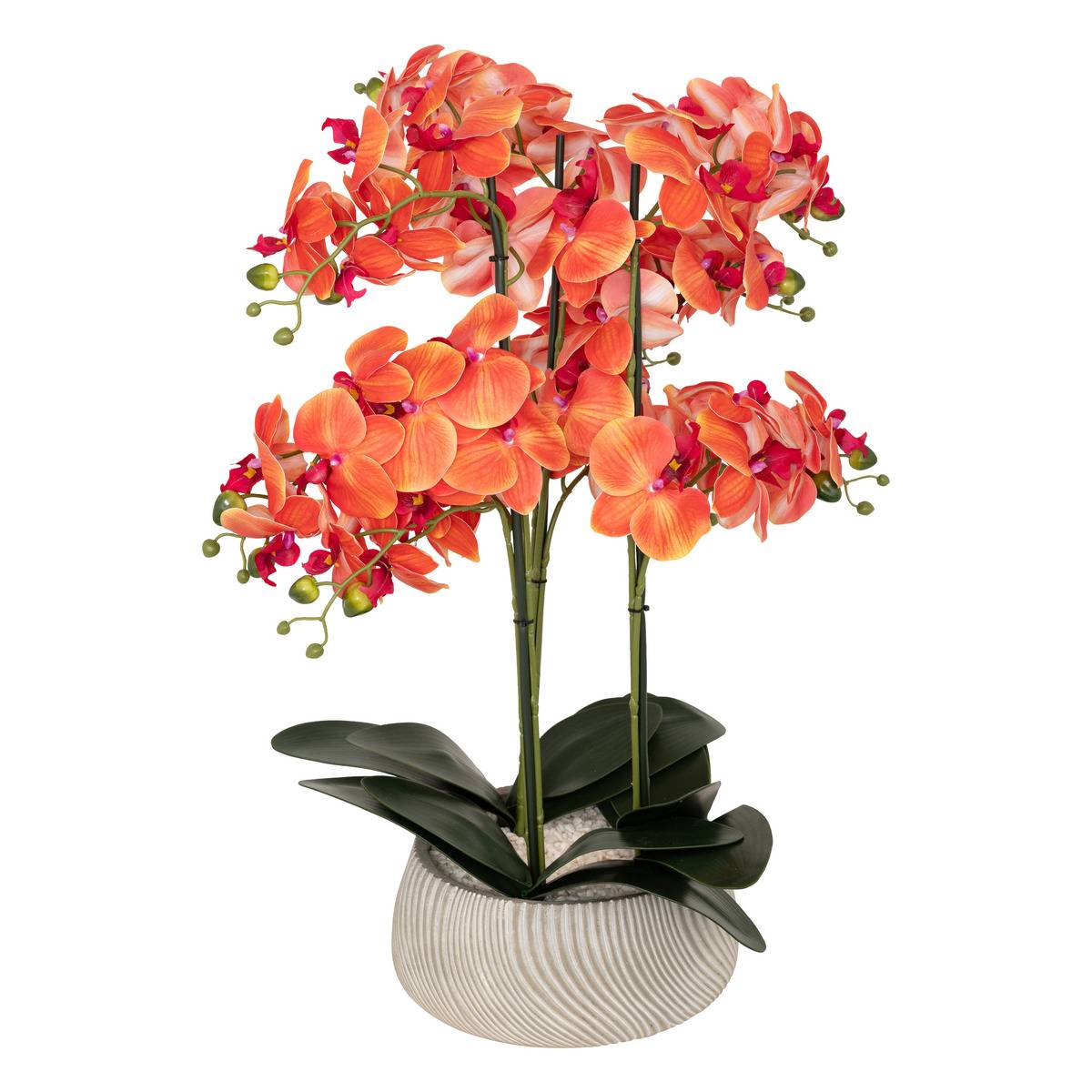 Orquídea Naranja En Maceta - Phalaenopsis Multiflora, 35 Cm De Altura, Planta De Interior Decorativa