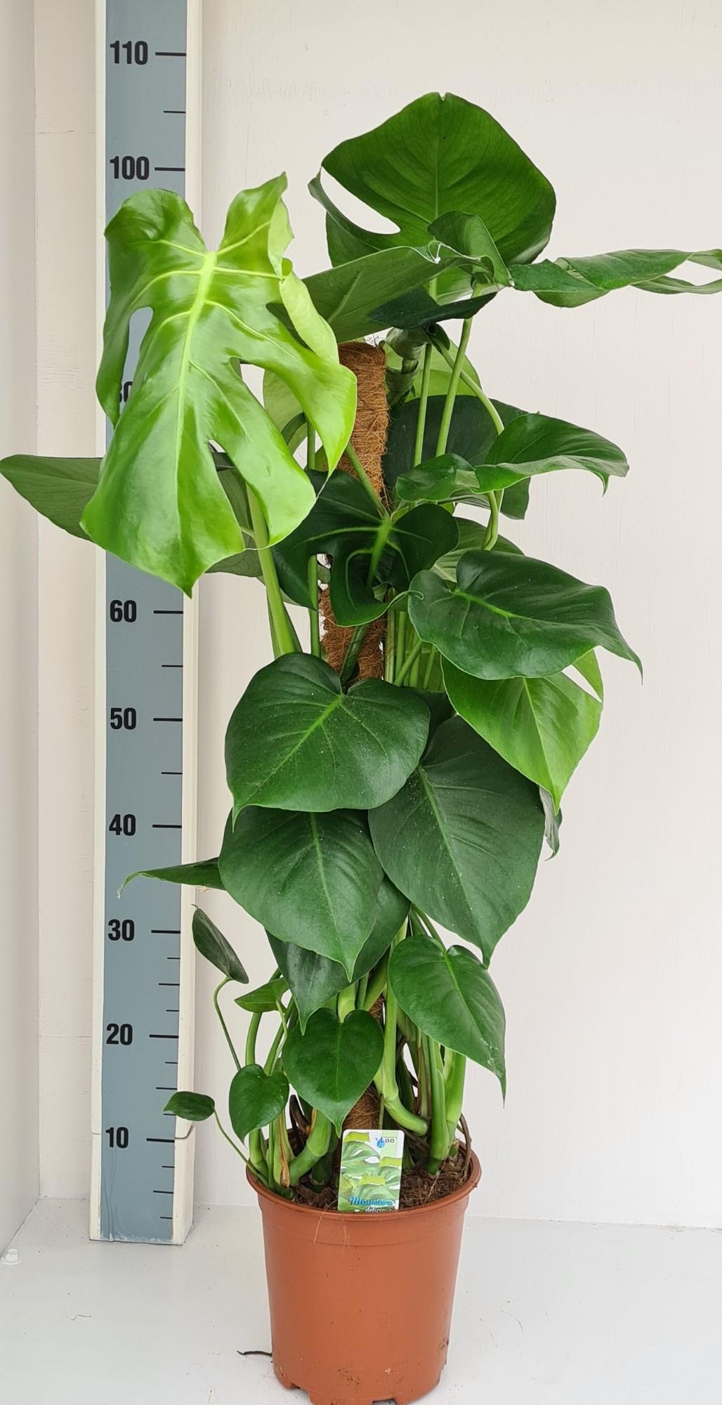 monstera növény Monstera Deliciosa Plant for Sale | Swiss Cheese Plant main image 1